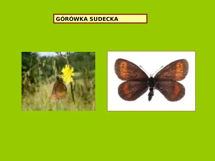 Polska czerwona ksiega gatunków zagrożonych - Slide 36