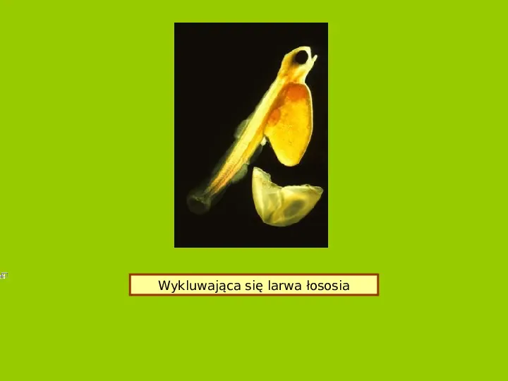 Polska czerwona ksiega gatunków zagrożonych - Slide 49