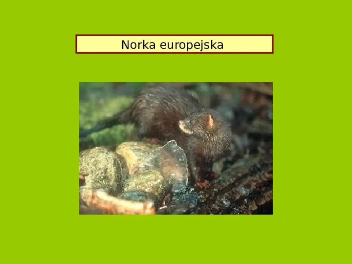 Polska czerwona ksiega gatunków zagrożonych - Slide 64