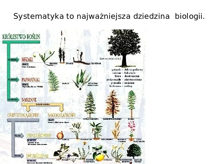 Porządkujemy świat organizmów - Slide 8