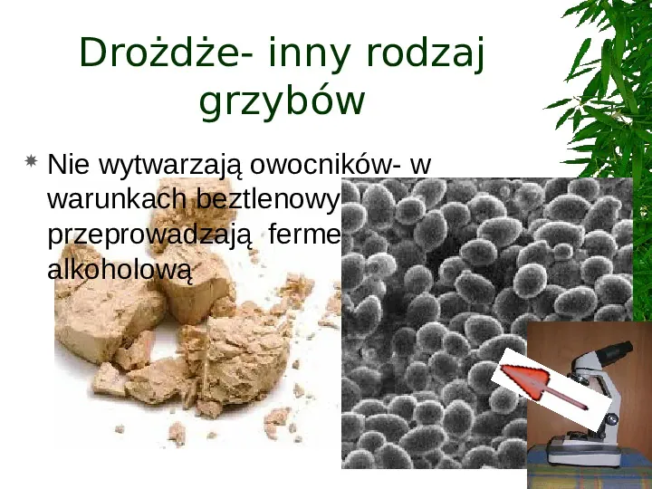 Poznaj grzyby i porosty - Slide 15
