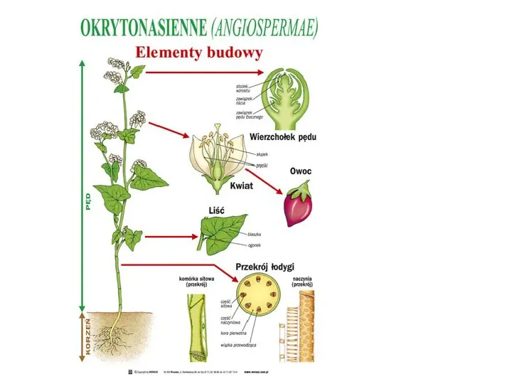 Poznaj rośliny nasienne - Slide 10