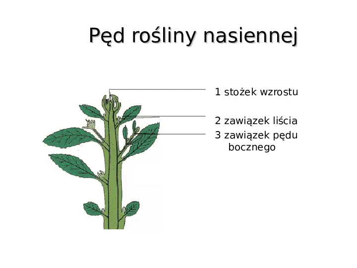 Poznaj rośliny nasienne - Slide 15