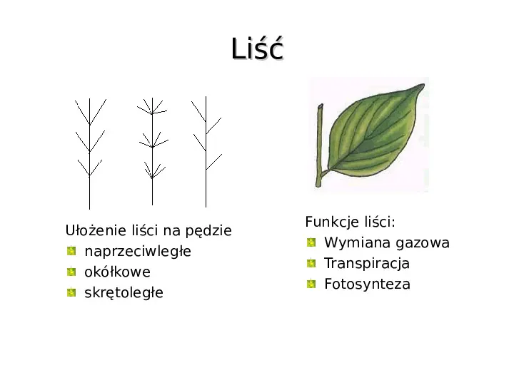 Poznaj rośliny nasienne - Slide 17