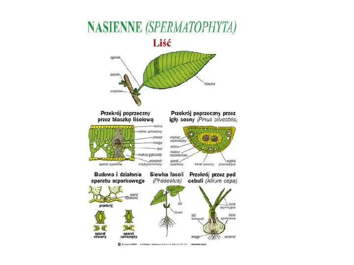 Poznaj rośliny nasienne - Slide 18