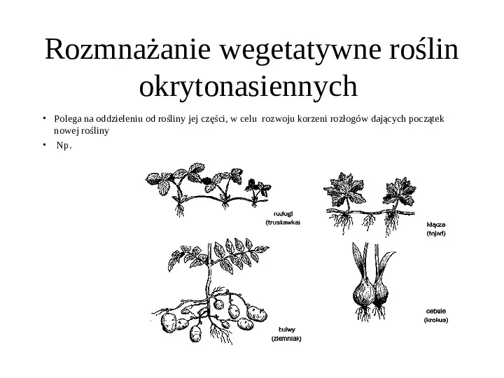 Poznaj rośliny nasienne - Slide 22