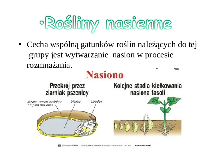 Poznaj rośliny nasienne - Slide 5