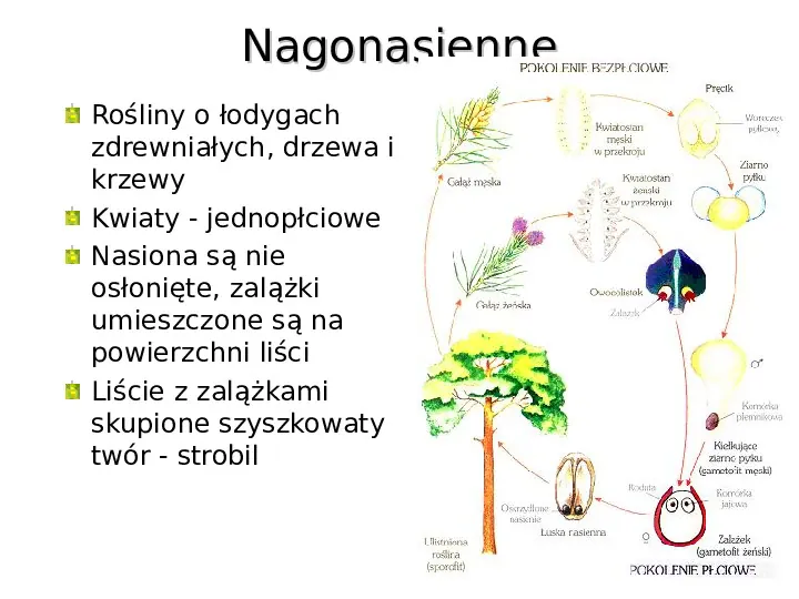 Poznaj rośliny nasienne - Slide 7