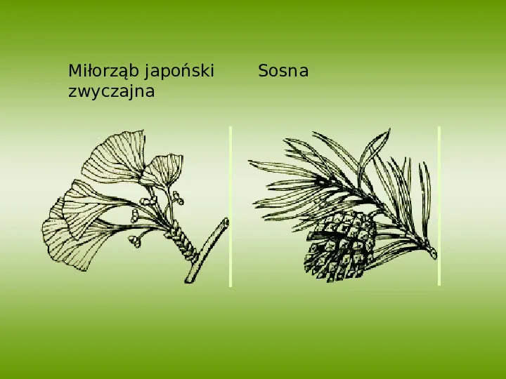 Poznaj rośliny nasienne - Slide 8