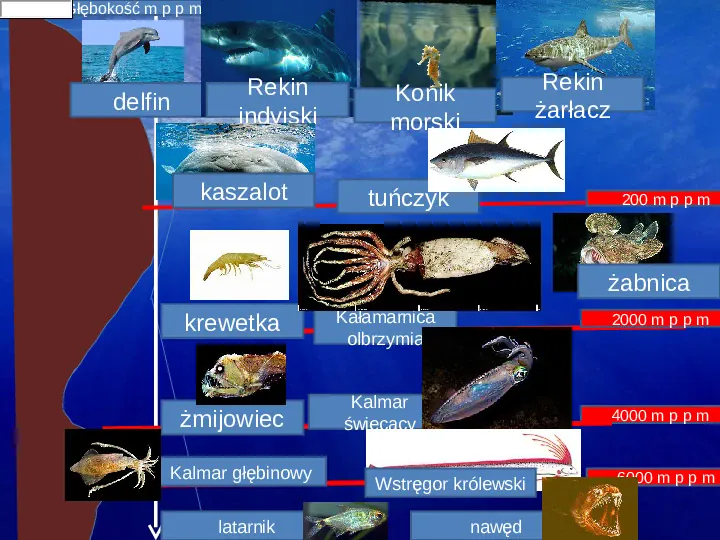 Poznaj życie w oceanach - Slide 23