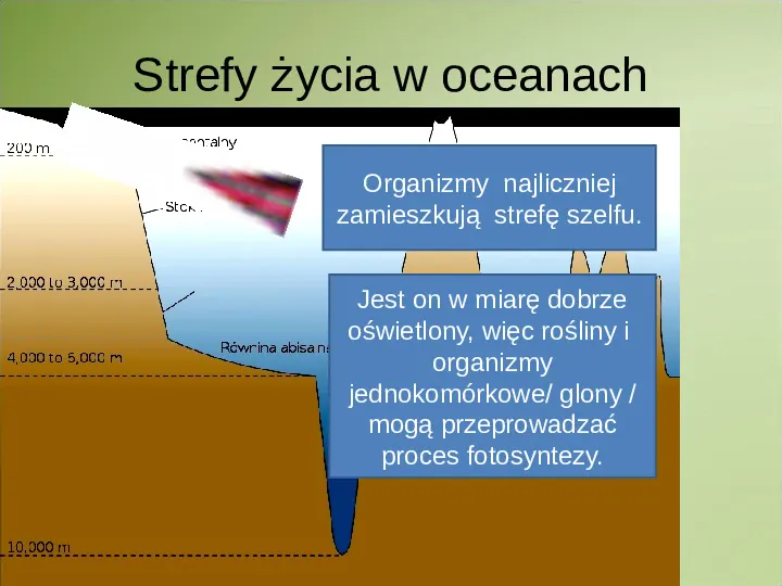 Poznaj życie w oceanach - Slide 3