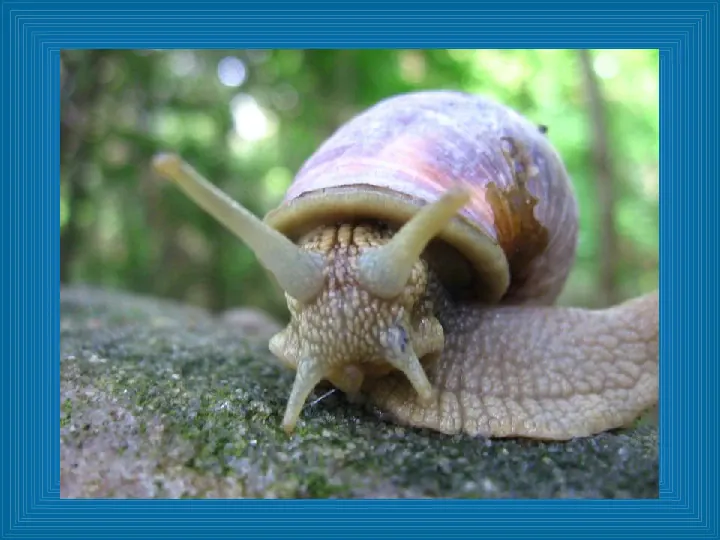 Poznajemy mięczaki - świat ślimaków - Slide 11