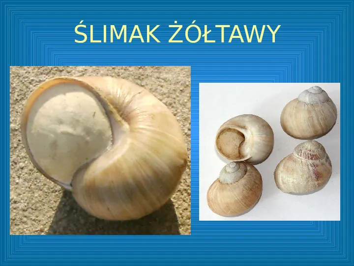 Poznajemy mięczaki - świat ślimaków - Slide 13