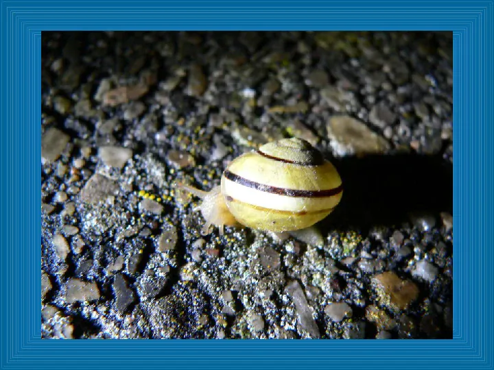 Poznajemy mięczaki - świat ślimaków - Slide 17
