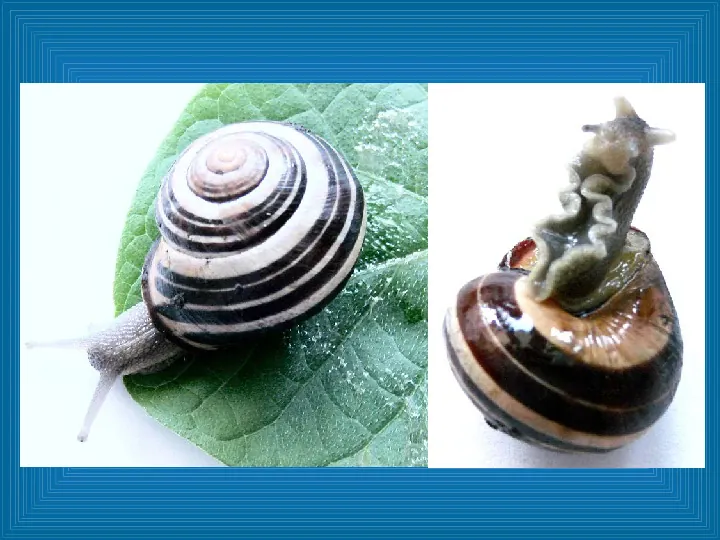 Poznajemy mięczaki - świat ślimaków - Slide 20