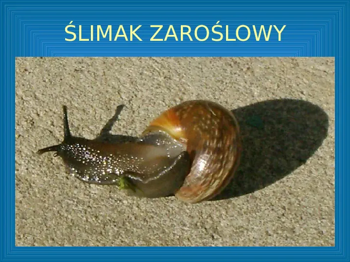 Poznajemy mięczaki - świat ślimaków - Slide 22