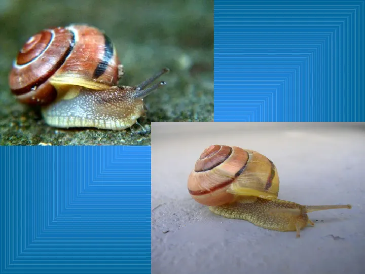 Poznajemy mięczaki - świat ślimaków - Slide 34