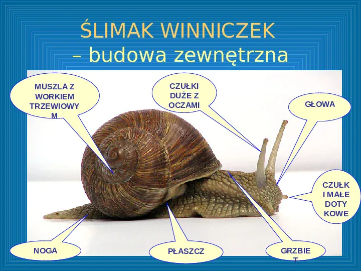 Poznajemy mięczaki - świat ślimaków - Slide 4