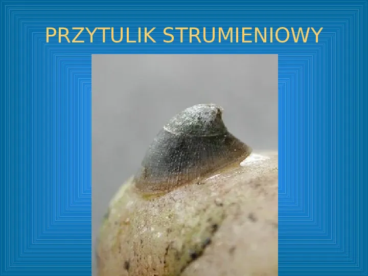 Poznajemy mięczaki - świat ślimaków - Slide 43