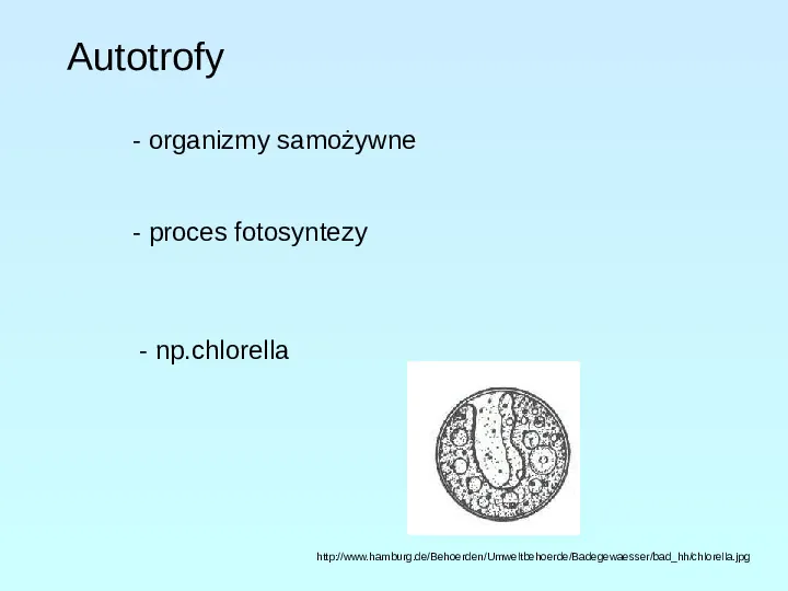 Protisty najprostrze organizmy eukariotyczne - Slide 14
