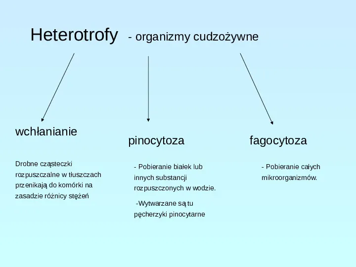 Protisty najprostrze organizmy eukariotyczne - Slide 15