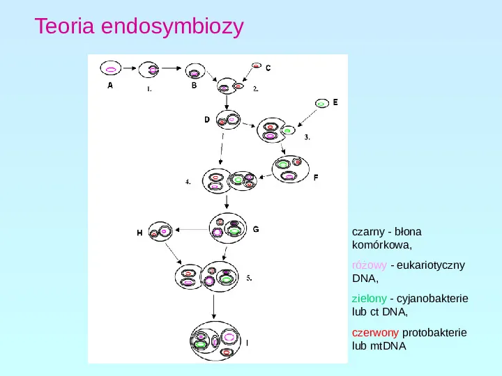 Protisty najprostrze organizmy eukariotyczne - Slide 6