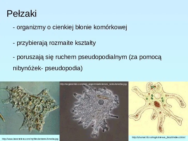 Protisty najprostrze organizmy eukariotyczne - Slide 8