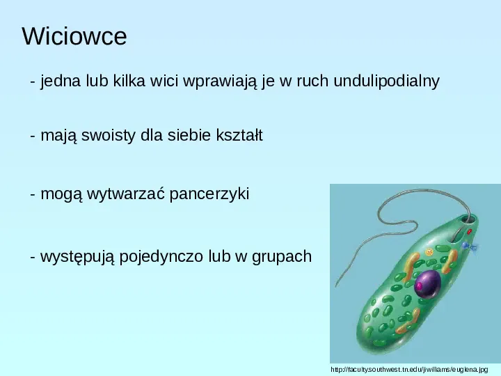 Protisty najprostrze organizmy eukariotyczne - Slide 9