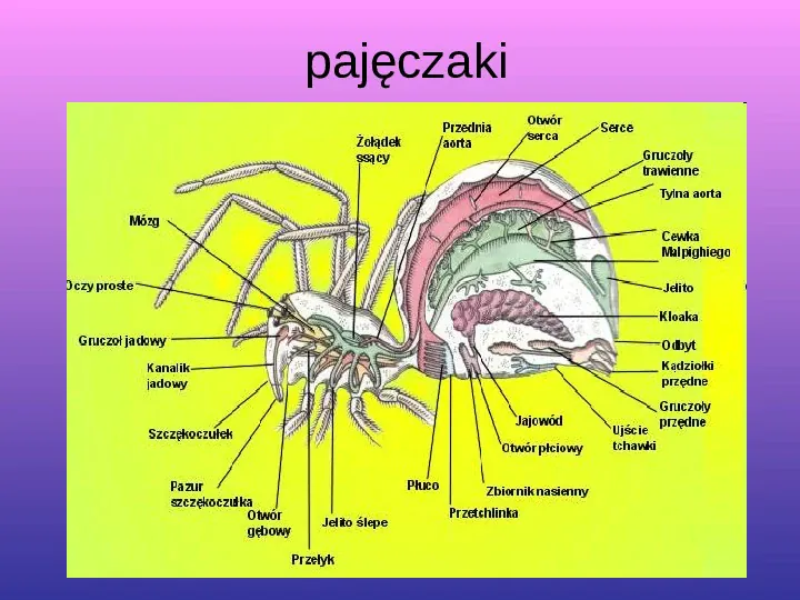 Skorupiaki i pajęczaki - Slide 15