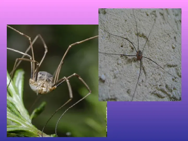 Skorupiaki i pajęczaki - Slide 18