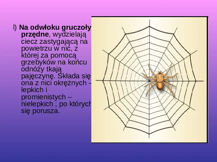 Skorupiaki i pajęczaki - Slide 27