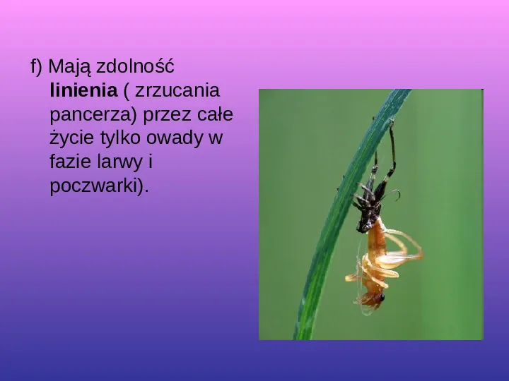 Skorupiaki i pajęczaki - Slide 4