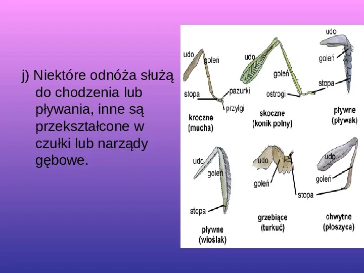 Skorupiaki i pajęczaki - Slide 7