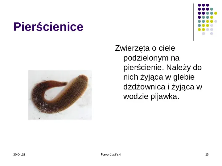 Systematyka organizmów żywych - Slide 16