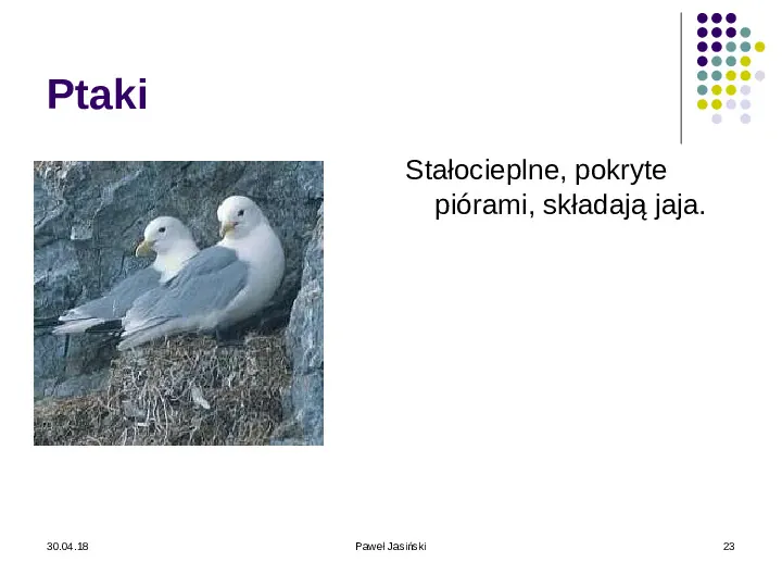Systematyka organizmów żywych - Slide 23