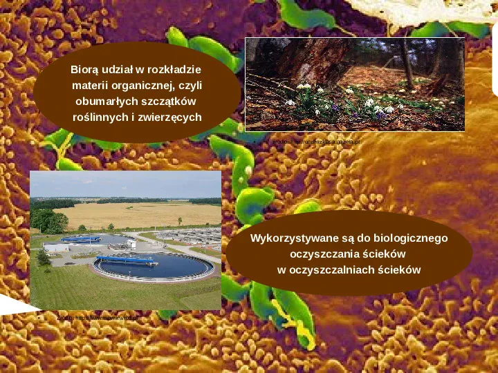 Tajemnice bakterii - Slide 11