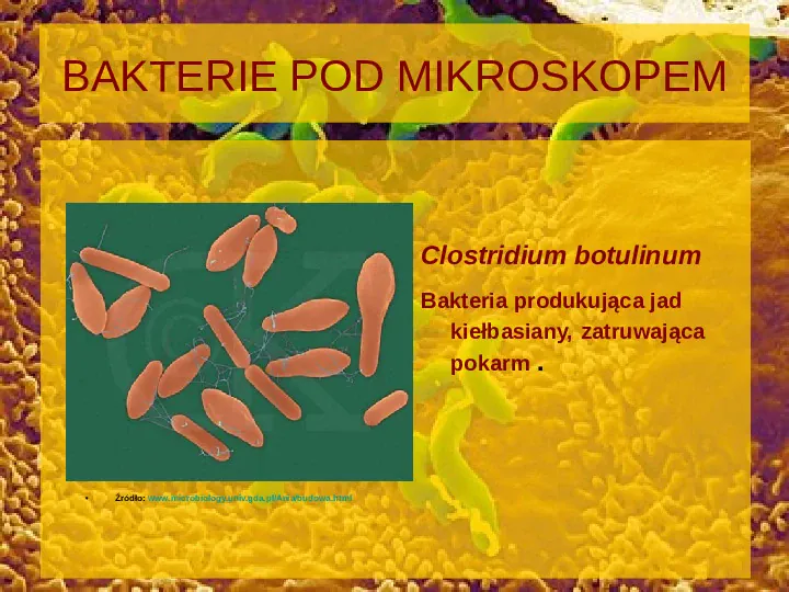 Tajemnice bakterii - Slide 13