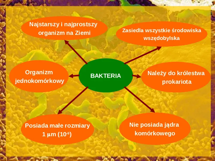 Tajemnice bakterii - Slide 3