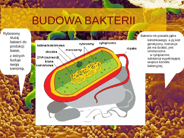 Tajemnice bakterii - Slide 4
