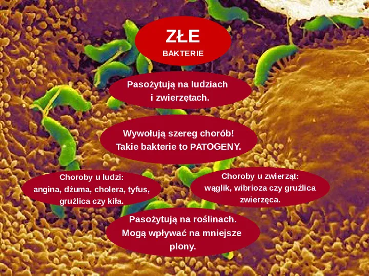 Tajemnice bakterii - Slide 6