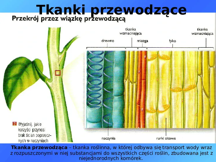 Tkanki - Slide 26