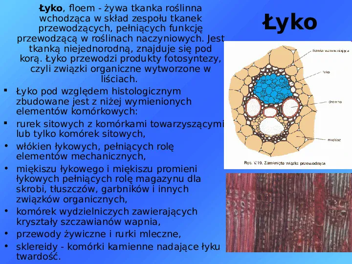 Tkanki - Slide 29