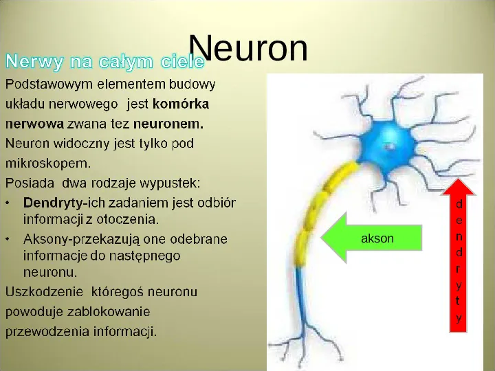 Układ nerwowy - Slide 11