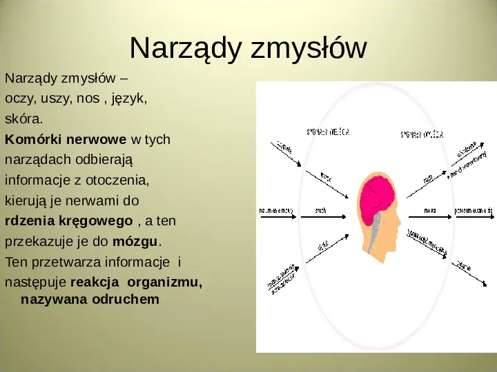 Układ nerwowy - Slide 12