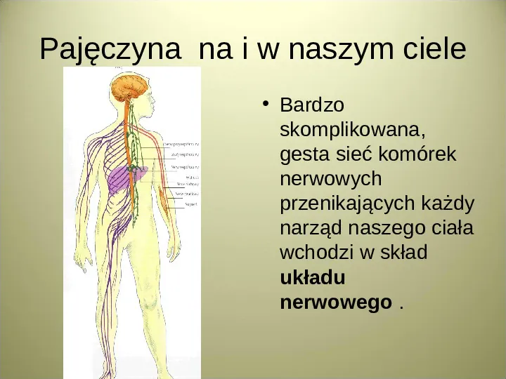 Układ nerwowy - Slide 2