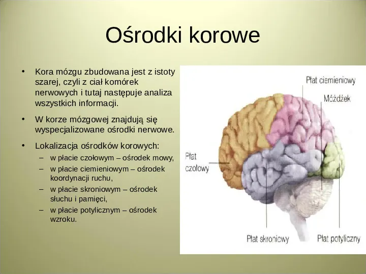 Układ nerwowy - Slide 8