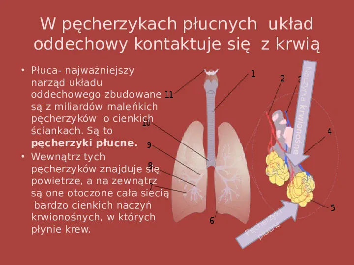 Układ oddechowy - Slide 15