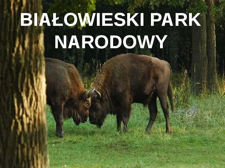 Białowieski Park Narodowy - Slide 1