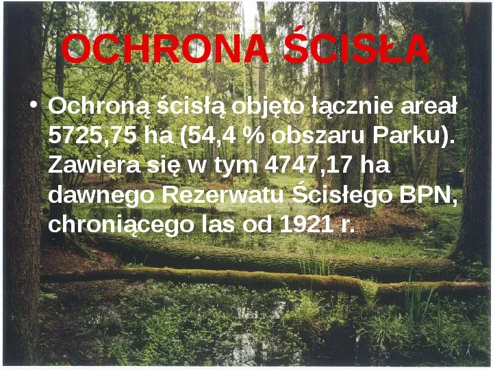 Białowieski Park Narodowy - Slide 10