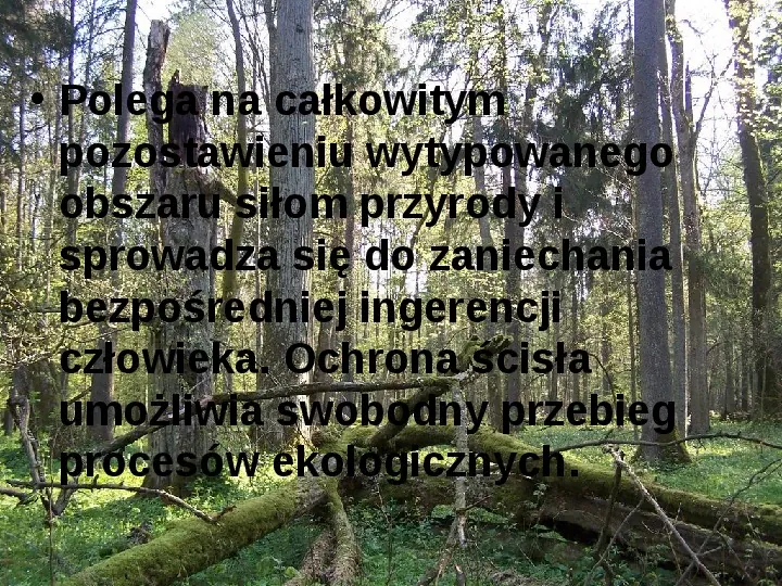 Białowieski Park Narodowy - Slide 11